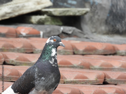 Natural beautiful wild pigeon photo	