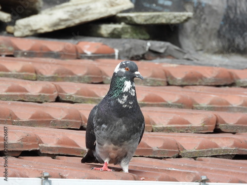 Natural beautiful wild pigeon photo	