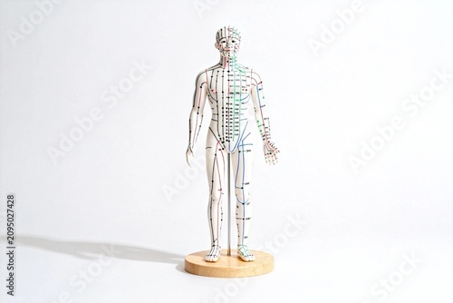 Acupuncture meridian human body model on white background