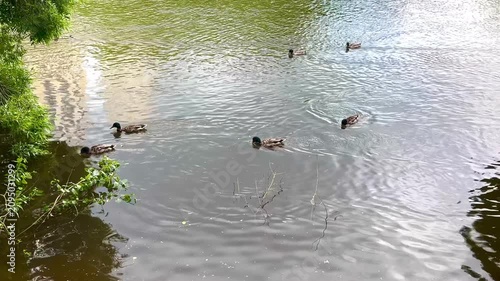 Ducks glide across the tranquil water, surrounded by green plants and reflections of nearby structures, creating a serene natural scene