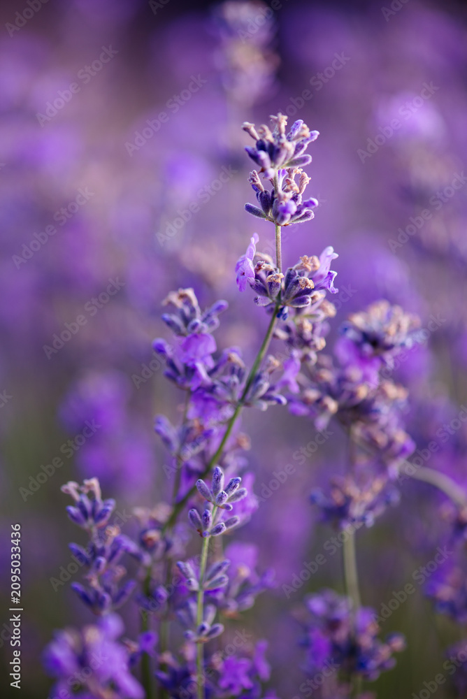 Fototapeta premium Blooming Lavender Flowers Close Up with Soft Purple Bokeh Background at Golden Hour. Ideal for themes of nature, wellness, aromatherapy, relaxation, and floral backgrounds.