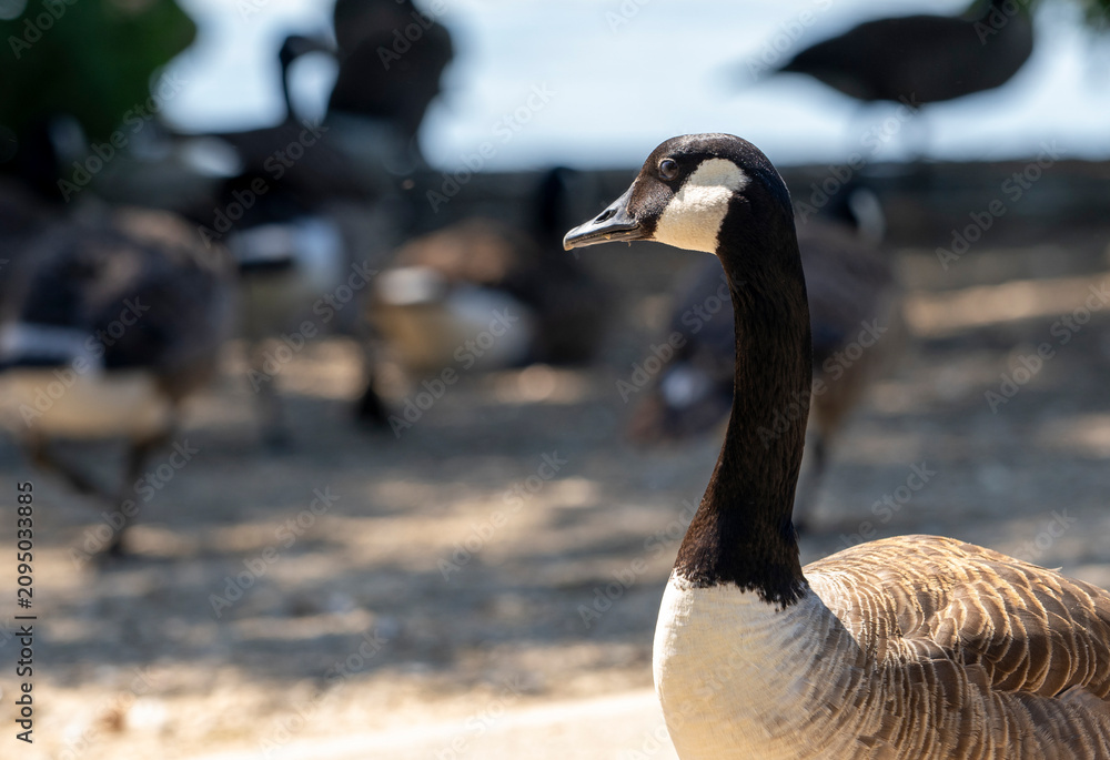 Fototapeta premium Canada Goose, Rickmansworth UK