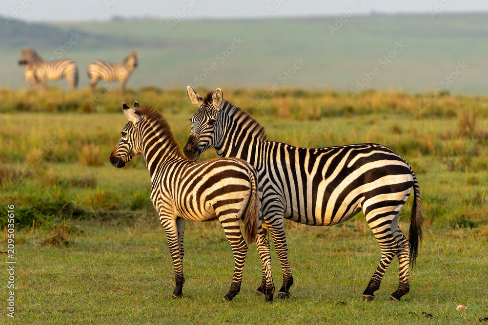 Fototapeta premium Zebra standing, just after sunrise, on the plains of the Masai Mara Game Reserve in Kenya