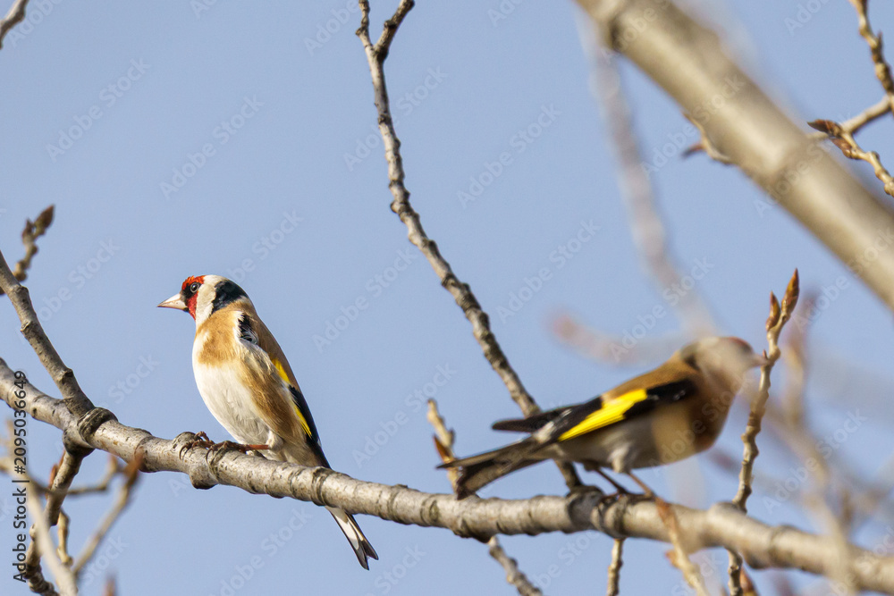 Fototapeta premium A horizontal wildlife photograph of a European goldfinch perched in sharp focus on a bare branch while a second goldfinch moves in a blur behind it under a blue sky.⁠