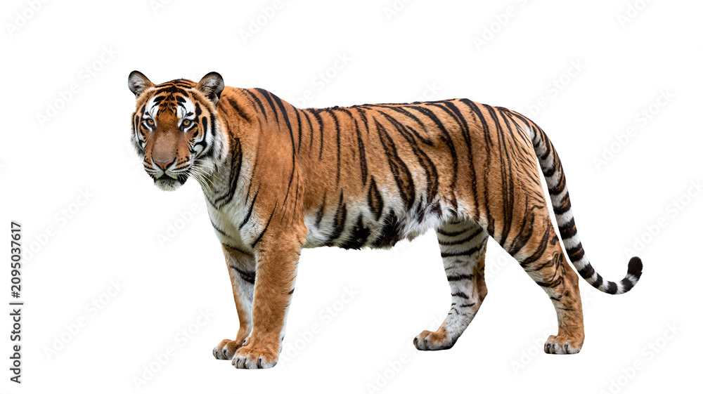 Obraz premium Full body portrait of a majestic tiger standing isolated on a clean white background for design