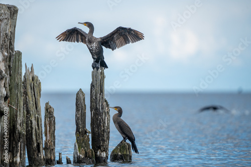 Foto Great Cormorant Spreading Wings to Dry on Old Wooden Pier Post