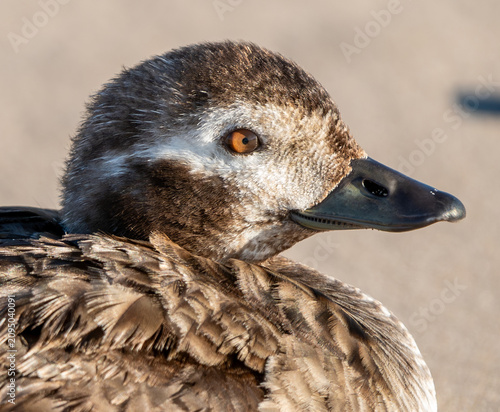 Bild auf Leinwand Extreme Close-Up Portrait of a Female Long-Tailed Duck
