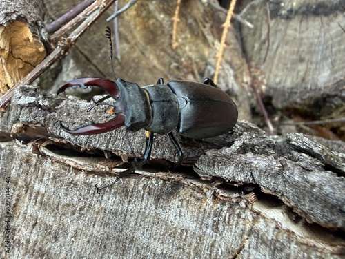 Large stag beetle with impressive mandibles on wood