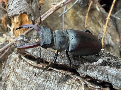 Large stag beetle with impressive mandibles on wood