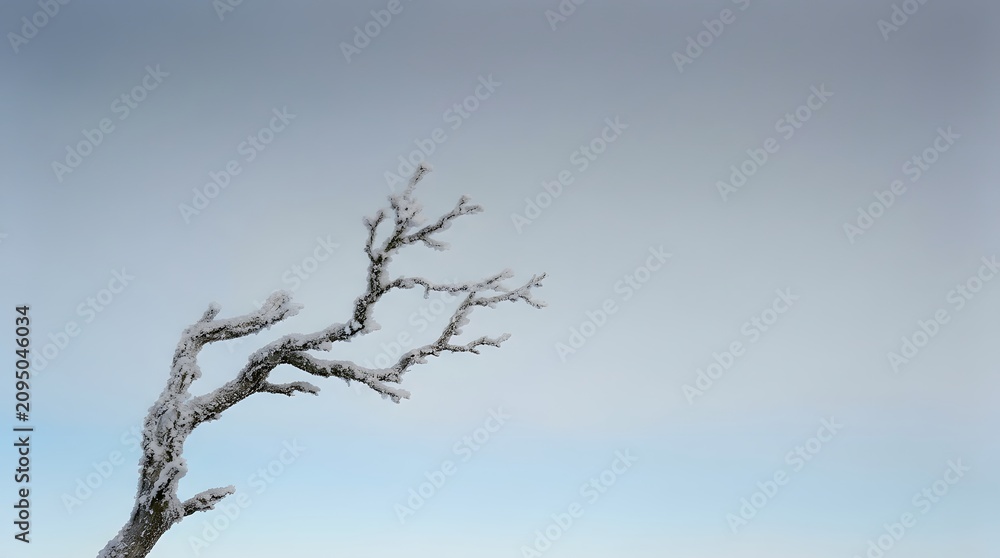 Obraz premium A single gnarled tree branch is heavily coated in thick white frost during a cold winter day with soft lighting