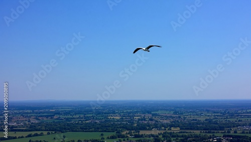 Bird Flies Over a Wide Green Landscape Under a Clear Sky During the Day