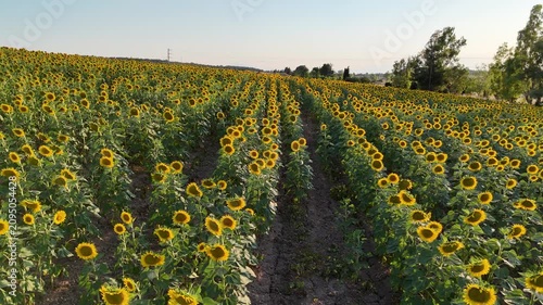 Aerial view of a beautiful blooming sunflower field in summer, agricultural landscape in Greece
