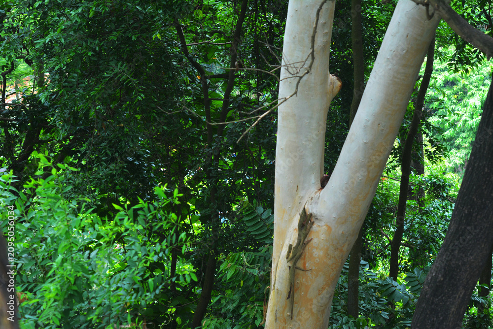 Fototapeta premium Smooth bark of a tree trunk in a lush forest canopy background with woodland