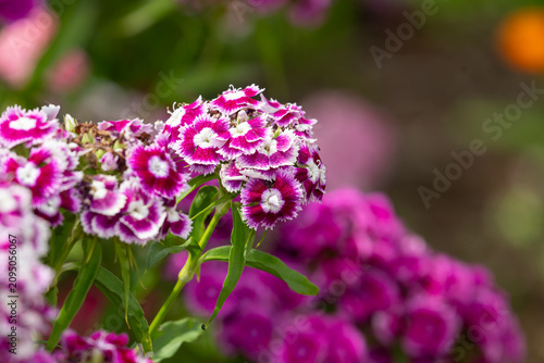 Close up of sweet William (dianthus barbatus) flowers in bloom