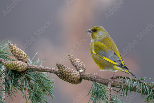 Canvastavla European Greenfinch on Spruce Branch