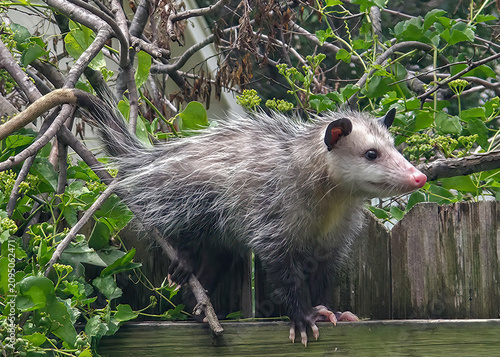 Canvastavla Opossum on a garden fence.