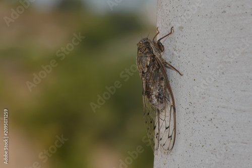 Cigarra