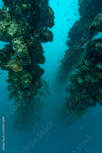 Photography Schools of tiny fish swim around coral encrusted rigging towers rising out of the murky deep from the sunken WWII shipwreck Iro Maru covered with hard and soft coral life