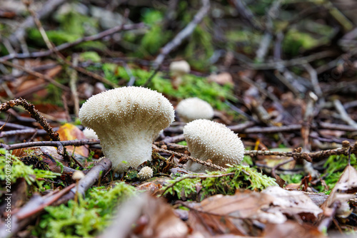 Cuadro en lienzo Common puffball mushrooms growing on mossy forest floor in Spessart, Germany