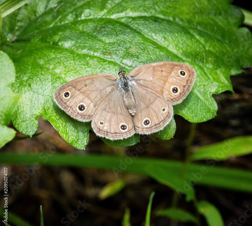 Foto Little Wood Satyr Megisto cymela butterfly on leaf wings span open