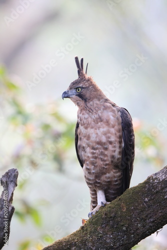 Фотография Javan hawk-eagle (Nisaetus bartelsi) is a medium-sized, dark brown raptor in the family Accipitridae