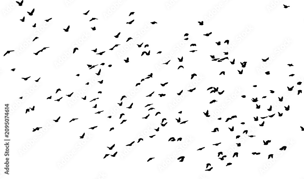 Fototapeta premium Flying birds silhouette flock. hand drawing. Not AI. Vector illustration