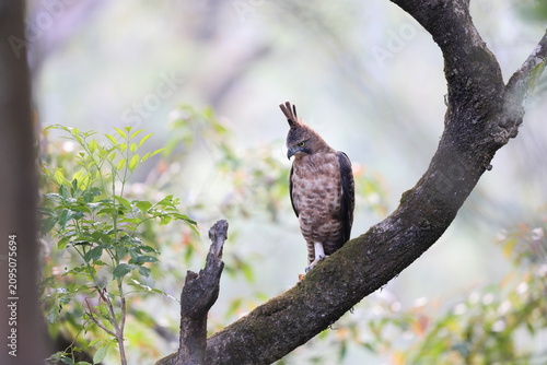Photography Javan hawk-eagle (Nisaetus bartelsi) is a medium-sized, dark brown raptor in the family Accipitridae