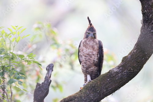 фотографія Javan hawk-eagle (Nisaetus bartelsi) is a medium-sized, dark brown raptor in the family Accipitridae