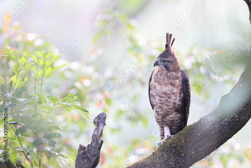 Bild auf Leinwand Javan hawk-eagle (Nisaetus bartelsi) is a medium-sized, dark brown raptor in the family Accipitridae