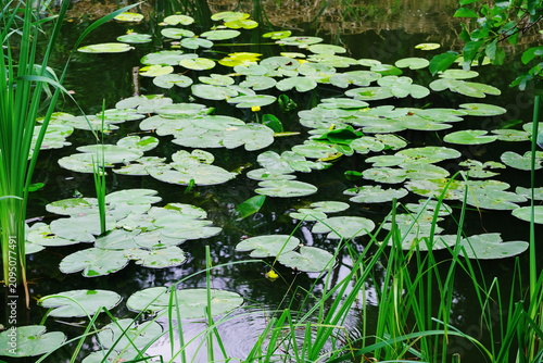 Water lily, a water plant with yellow flowers covering part of the water of the Cybina River