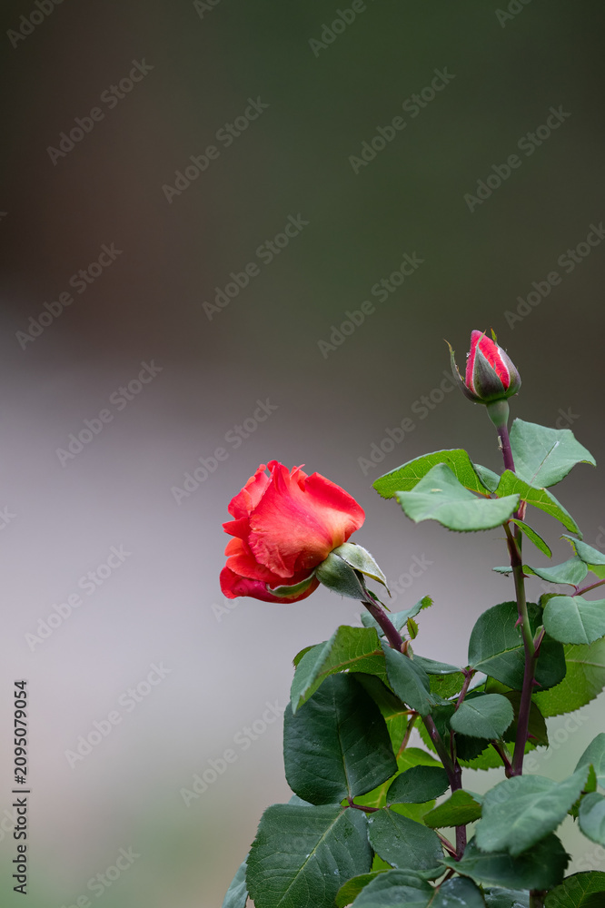 Obraz premium A macro shot of a single vibrant red-orange rosebud and green leaves against a dark, neutral background.