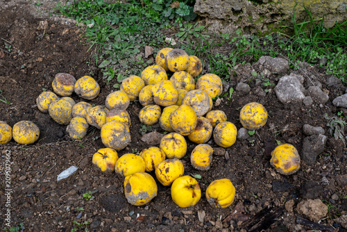 Bilde på lerret Fallen yellow windfall quinces rotting on dark soil in an autumn garden
