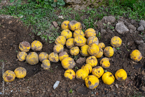 Fotografía Fallen yellow windfall quinces rotting on dark soil in an autumn garden