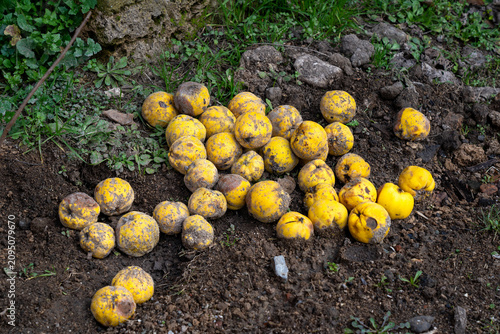 Cuadro en lienzo Fallen yellow windfall quinces rotting on dark soil in an autumn garden