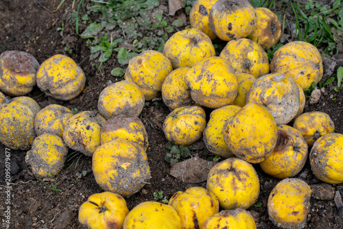 Canvastavla Fallen yellow windfall quinces rotting on dark soil in an autumn garden