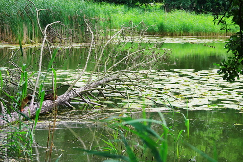 Water lily, a water plant with yellow flowers covering part of the water of the Cybina River