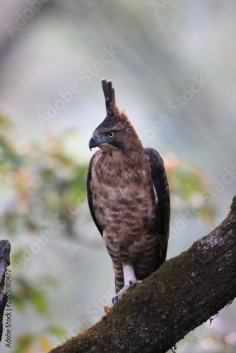 Фотография Javan hawk-eagle (Nisaetus bartelsi) is a medium-sized, dark brown raptor in the family Accipitridae