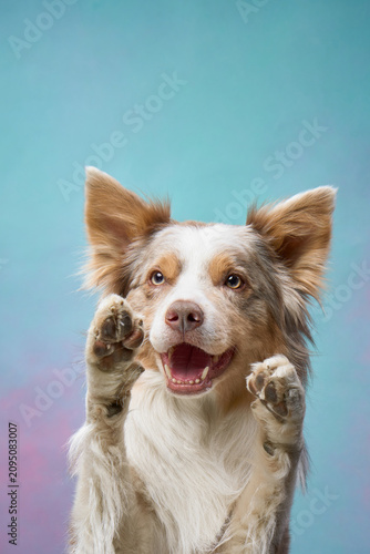 Border Collie lifts both paws with a playful face in front of a gradient background. The action adds energy to the composition.
