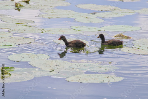 young mallard ducks swimming on the river among water lilies