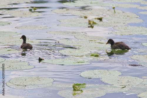 young mallard ducks swimming on the river among water lilies
