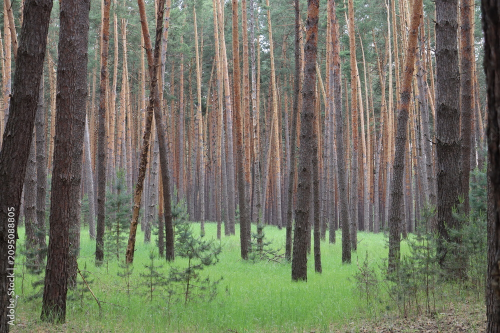 Obraz premium Green pine forest with young evergreen trees