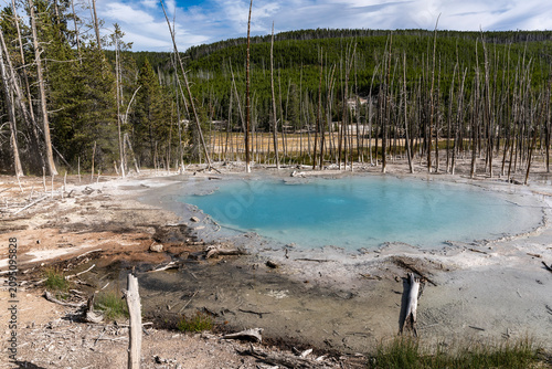 фотографія Turquoise Cistern Spring Ringed by Ghost Trees, Norris Geyser Basin, Yellowstone