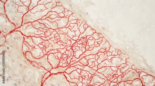 Closeup red vascular capillary network in soft tissue stained slide showing branching vessels for medical background and educational poster design