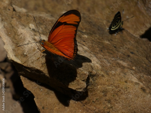 Photos Orange Butterfly Resting on Sunlit Rock in Paraguay Rainforest
