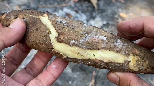 Roasted cassava root split open, showing the soft white texture inside