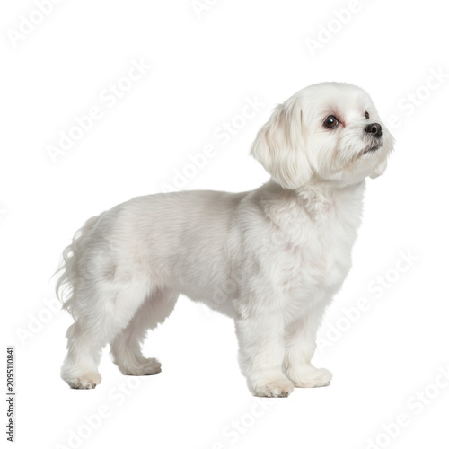 Purebred small maltese dog with brilliant white cotton fur stands in a flawless show stance on a transparent seamless floor, isolated in a clinical high-key studio setting. Commercial portrait