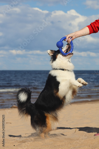 Fotografi A fluffy tricolor Aussie jumps up on its hind legs on a sandy beach to bite a blue rubber ring toy
