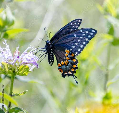 black swallowtail butterfly on wild bergamot flower closeup in flight