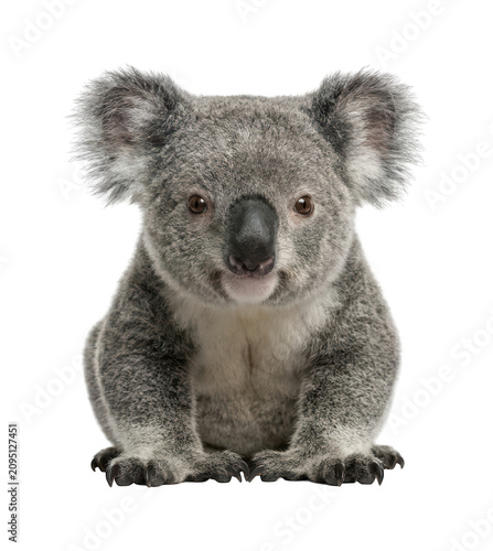 Photography Adorable koala design Fluffy koala theme Gray koala design Studio koala theme Si