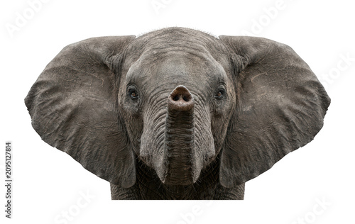 Obraz na plátně Majestic elephant theme Rugged elephant design Powerful pachyderm theme Detailed